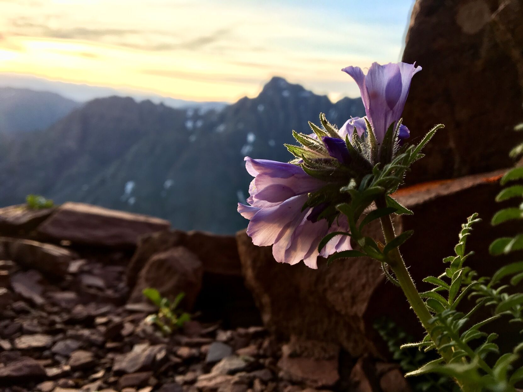 Flower on Maroon Bells hike
